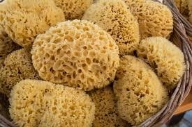 Sea Sponges